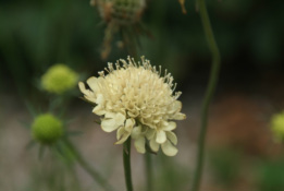 Scabiosa ochroleucaGeelwitte scabiosa bestellen